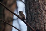 Sóweczka zwyczajna, sóweczka, Glaucidium passerinum