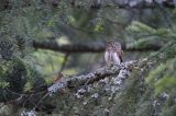 Sóweczka zwyczajna, sóweczka, Glaucidium passerinum