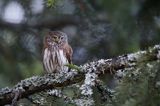 Sóweczka zwyczajna, sóweczka, Glaucidium passerinum