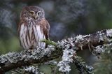 Sóweczka zwyczajna, sóweczka, Glaucidium passerinum