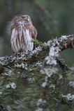 Sóweczka zwyczajna, sóweczka, Glaucidium passerinum