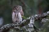 Sóweczka zwyczajna, sóweczka, Glaucidium passerinum