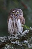 Sóweczka zwyczajna, sóweczka, Glaucidium passerinum