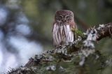 Sóweczka zwyczajna, sóweczka, Glaucidium passerinum