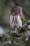 Sóweczka zwyczajna, sóweczka, Glaucidium passerinum