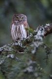 Sóweczka zwyczajna, sóweczka, Glaucidium passerinum