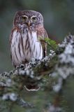 Sóweczka zwyczajna, sóweczka, Glaucidium passerinum