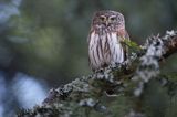 Sóweczka zwyczajna, sóweczka, Glaucidium passerinum