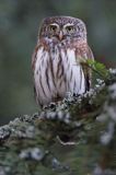 Sóweczka zwyczajna, sóweczka, Glaucidium passerinum