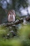 Sóweczka zwyczajna, sóweczka, Glaucidium passerinum