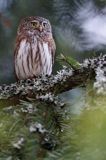 Sóweczka zwyczajna, sóweczka, Glaucidium passerinum