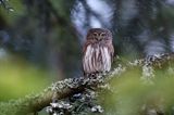 Sóweczka zwyczajna, sóweczka, Glaucidium passerinum