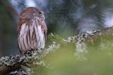 Sóweczka zwyczajna, sóweczka, Glaucidium passerinum