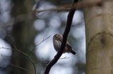 Sóweczka zwyczajna, sóweczka, Glaucidium passerinum