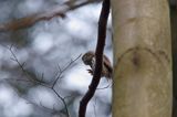 Sóweczka zwyczajna, sóweczka, Glaucidium passerinum