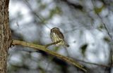 sóweczka, Glaucidium passerinum