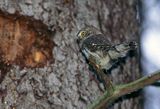 sóweczka, Glaucidium passerinum