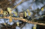 sóweczka, Glaucidium passerinum