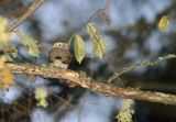 sóweczka, Glaucidium passerinum