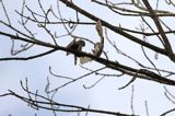 Sóweczka zwyczajna, sóweczka, Glaucidium passerinum