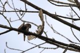 Sóweczka zwyczajna, sóweczka, Glaucidium passerinum