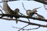 Sóweczka zwyczajna, sóweczka, Glaucidium passerinum