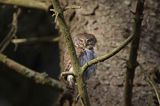 Sóweczka zwyczajna, sóweczka, Glaucidium passerinum