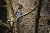 Sóweczka zwyczajna, sóweczka, Glaucidium passerinum