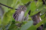 Sóweczka zwyczajna, sóweczka, Glaucidium passerinum