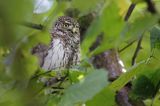 Sóweczka zwyczajna, sóweczka, Glaucidium passerinum