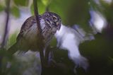 Sóweczka zwyczajna, sóweczka, Glaucidium passerinum