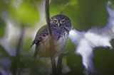 Sóweczka zwyczajna, sóweczka, Glaucidium passerinum