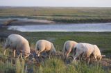 owce na wyspie Spiekeroog, Wyspy Wschodnio-Fryzyjskie, Wattenmeer, Niemcy