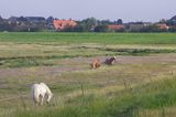 konie na wyspie Spiekeroog, Wyspy Wschodnio-Fryzyjskie, Wattenmeer, Niemcy