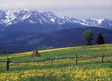 Spisz i Tatry, mlecze i ostrewki, widok z Rzepisk