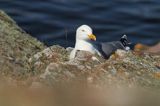 Mewa srebrzysta Larus argentatus