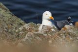 Mewa srebrzysta Larus argentatus