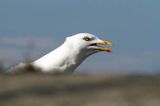 Mewa srebrzysta Larus argentatus