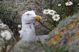 Mewa srebrzysta, Larus argentatus