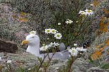 Mewa srebrzysta, Larus argentatus