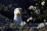 Mewa srebrzysta, Larus argentatus