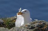 Mewa srebrzysta, Larus argentatus