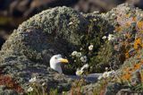 Mewa srebrzysta, Larus argentatus