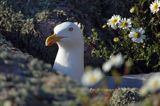 Mewa srebrzysta, Larus argentatus