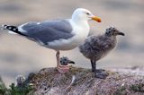 Mewa srebrzysta Larus argentatus z pisklętami