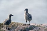 Mewa srebrzysta Larus argentatus, pisklęta