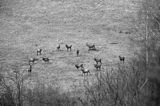 jeleń szlachetny, europejski, Cervus elaphus elaphus jeleń karpacki, chmara kawalerów, stado kawalerów