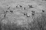 jeleń szlachetny, europejski, Cervus elaphus elaphus jeleń karpacki, chmara kawalerów, stado kawalerów