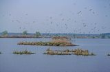 stawy milickie, kolonia mew śmieszek, Larus ridibundus, Staw Rybny, Kotlina Milicka