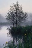 Temeszów, świt nad stawami nad Sanem, Pogórze Dynowskie